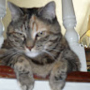 Meet your Posher, Elinor